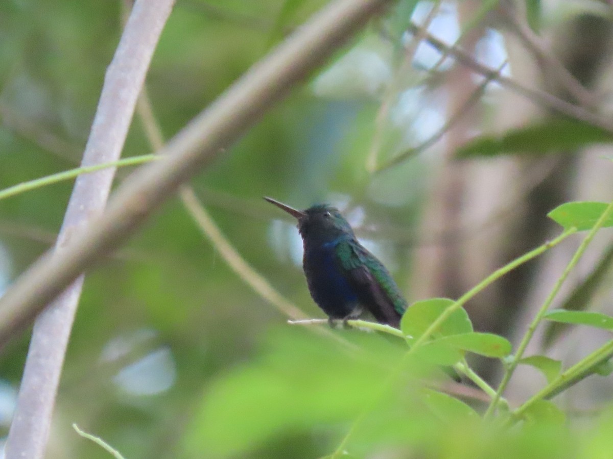 Violet-bellied Hummingbird - Carlos Alberto  Arbelaez Buitrago