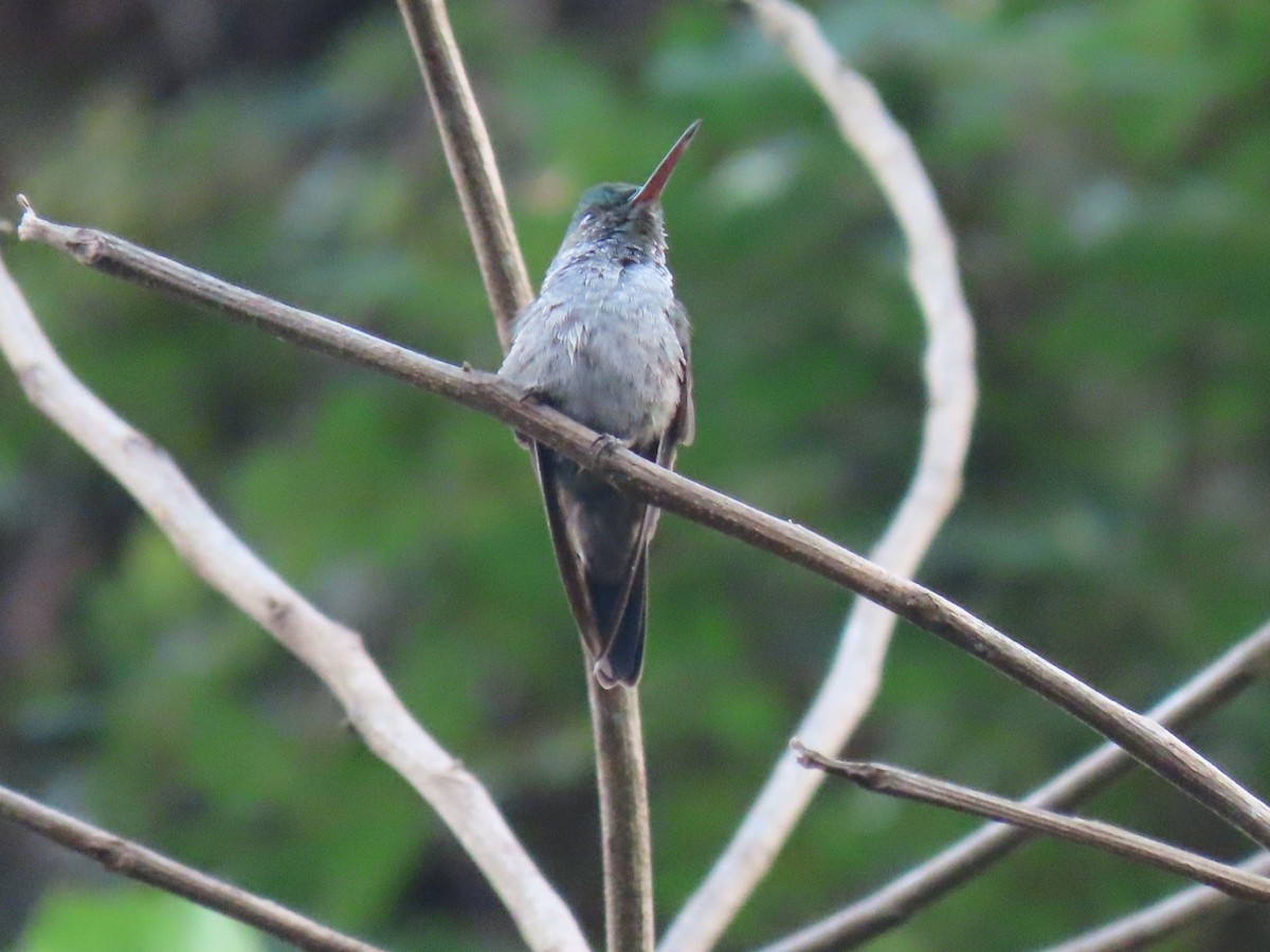 Violet-bellied Hummingbird - Carlos Alberto  Arbelaez Buitrago