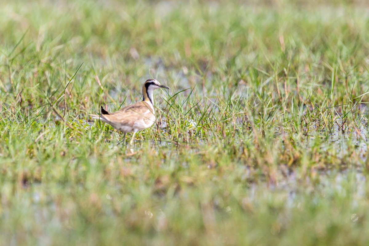 Jacana à longue queue - ML532226231