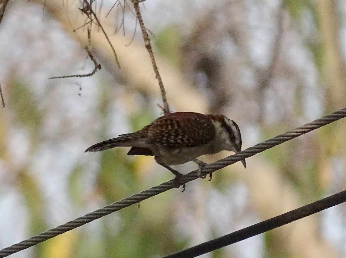 Rufous-naped Wren - ML53222631