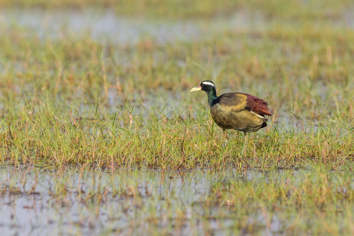 Bronze-winged Jacana - ML532226541