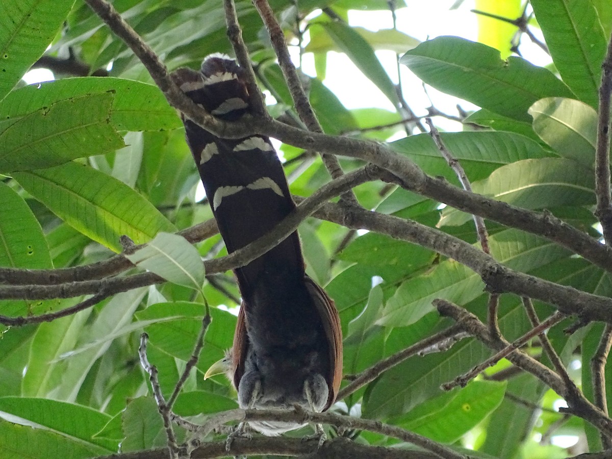 Squirrel Cuckoo - ML53222711