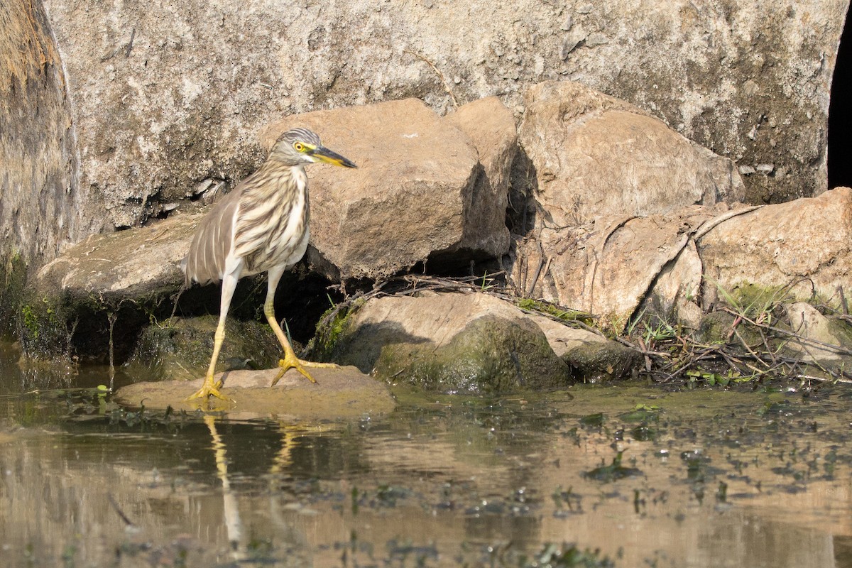 Indian Pond-Heron - ML532228351