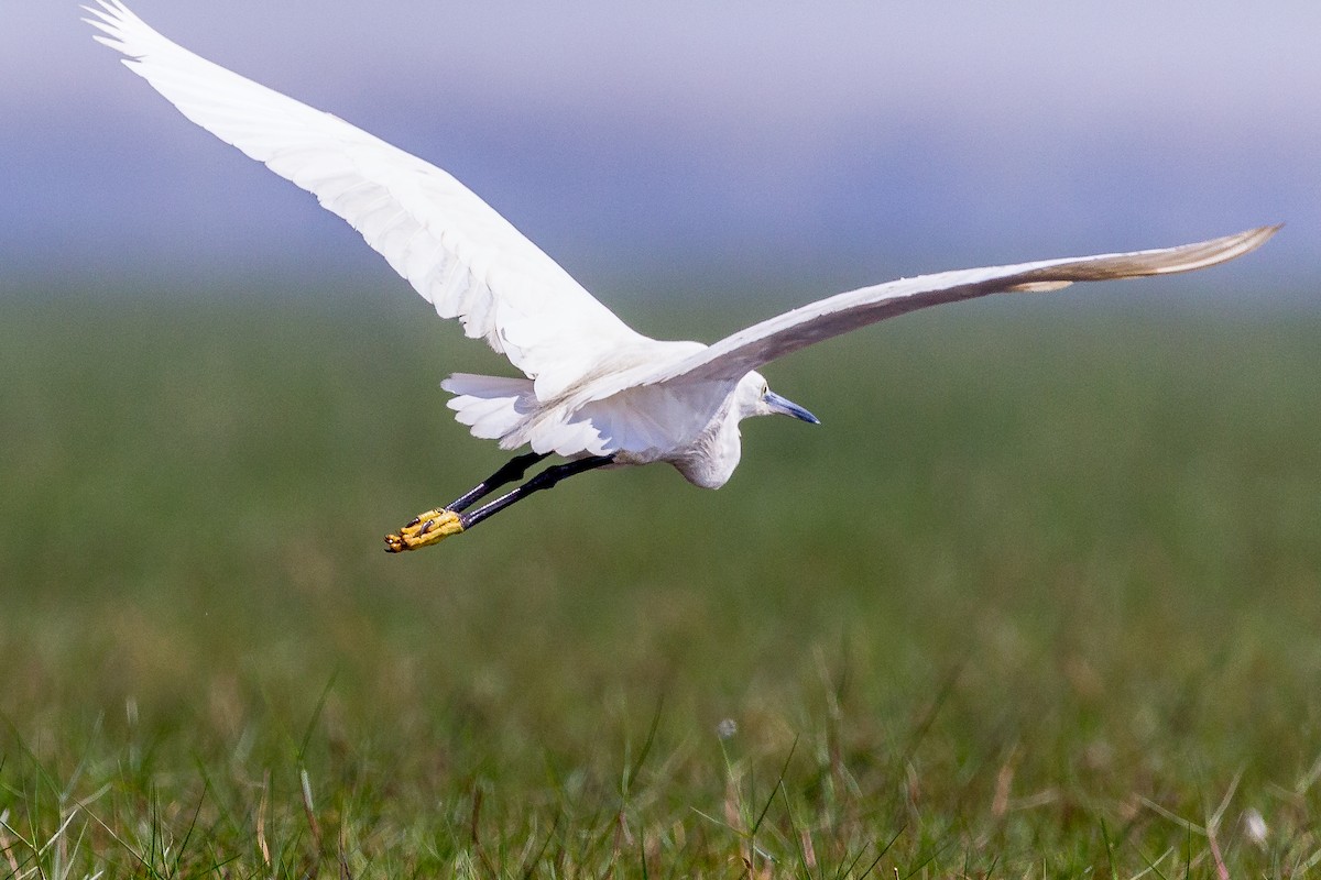 Little Egret - ML532228501