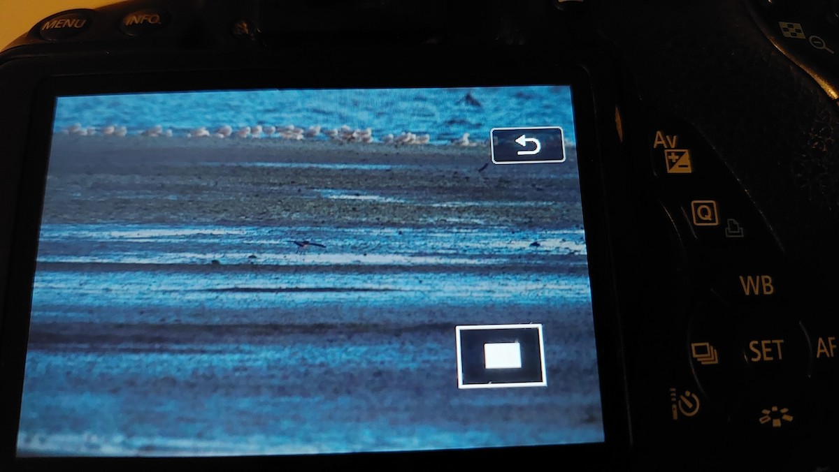 White-faced Storm-Petrel - ML532228751