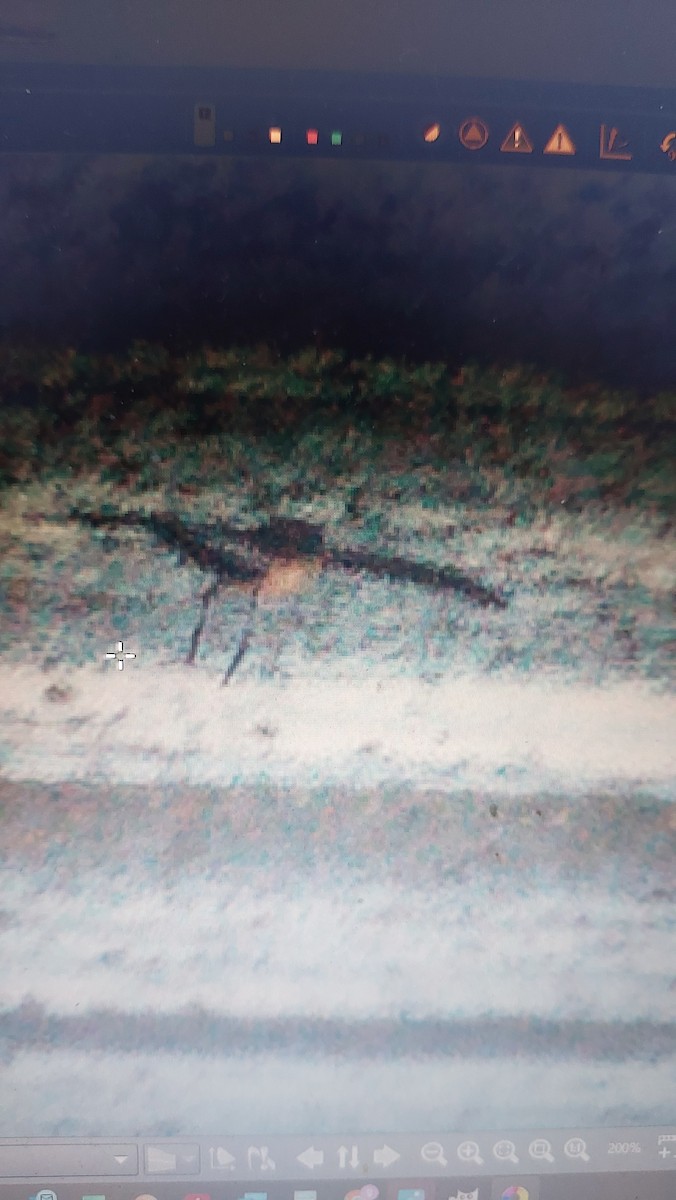 White-faced Storm-Petrel - ML532228761