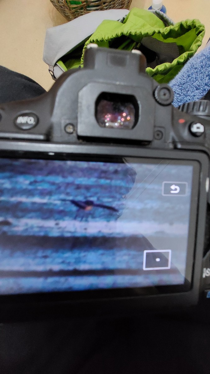 White-faced Storm-Petrel - ML532228771