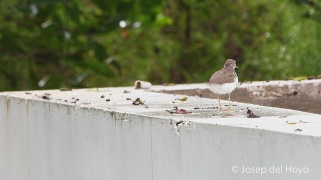 Spotted Sandpiper - ML532229031