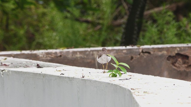 Spotted Sandpiper - ML532229061