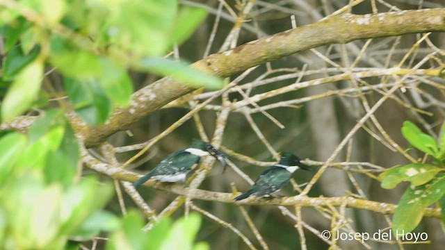Green Kingfisher - ML532229141