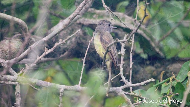 Panama Flycatcher - ML532229201