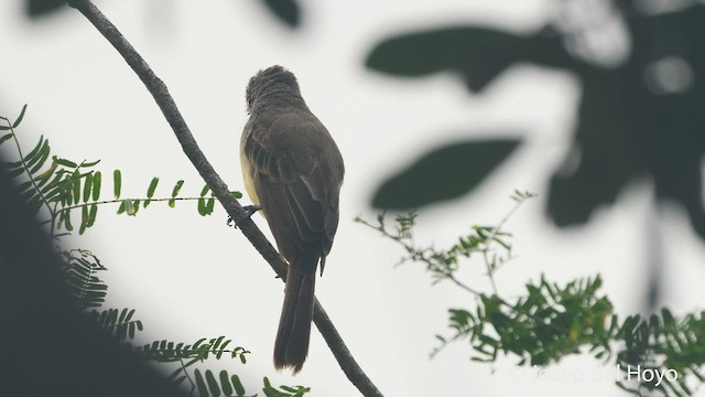 Panama Flycatcher - ML532229211