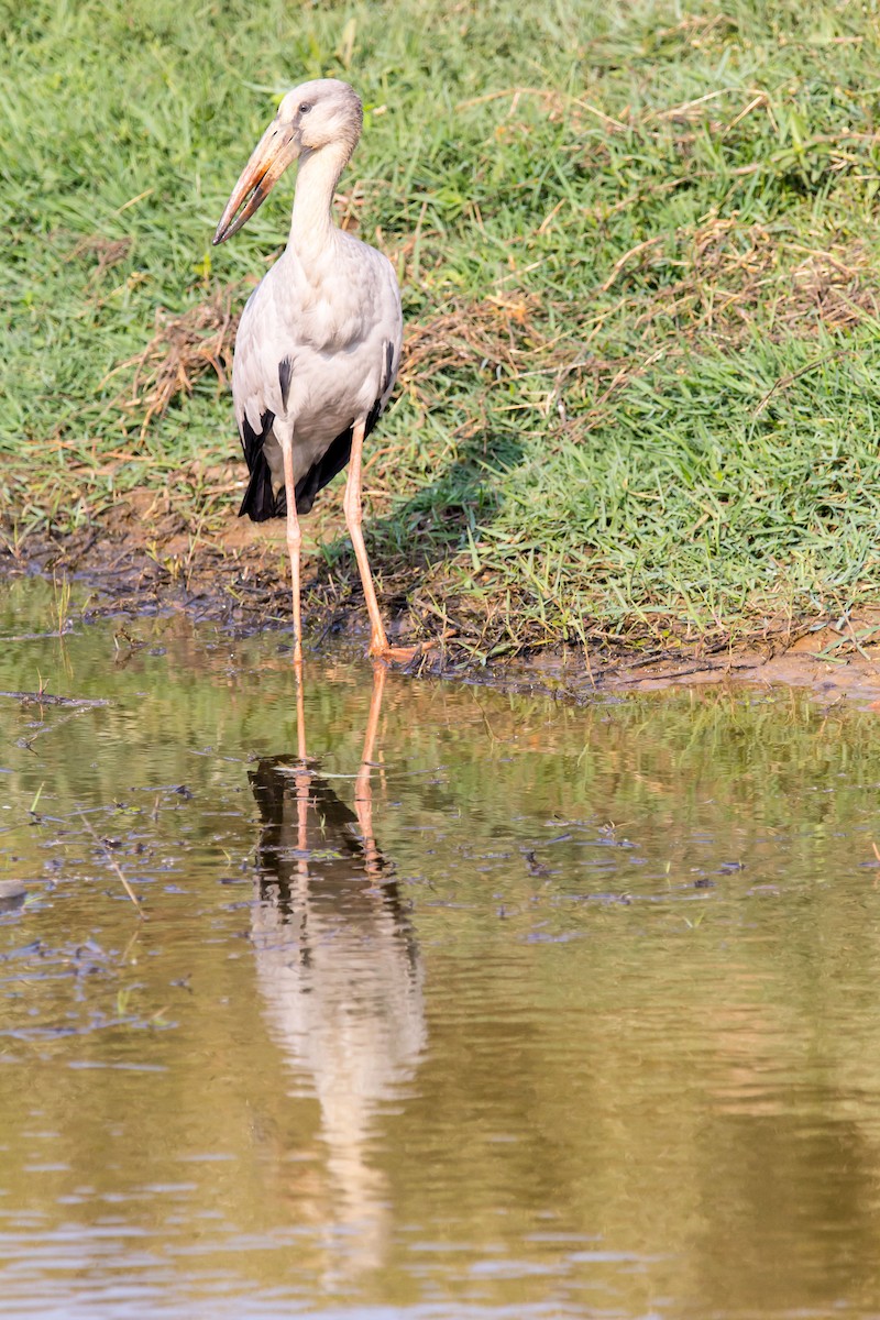 Asian Openbill - ML532229221