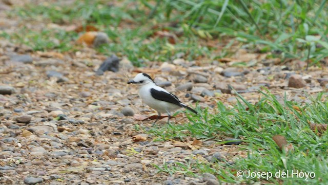 Pied Water-Tyrant - ML532229281