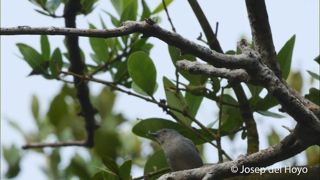 Bicolored Conebill - ML532229321
