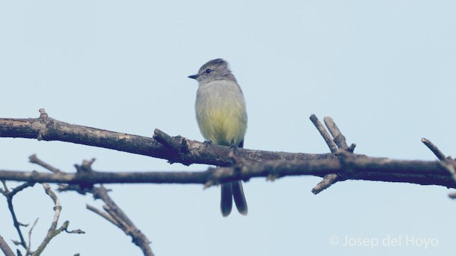 Northern Scrub-Flycatcher - ML532229401