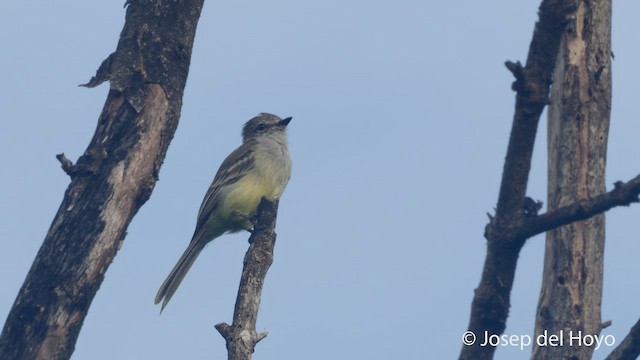 Northern Scrub-Flycatcher - ML532229411