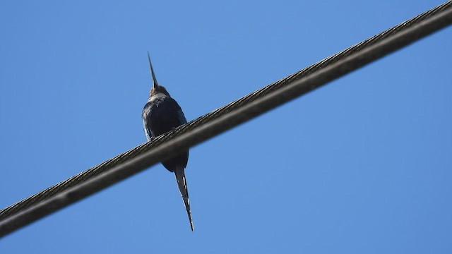 Jacamar à longue queue - ML532229521