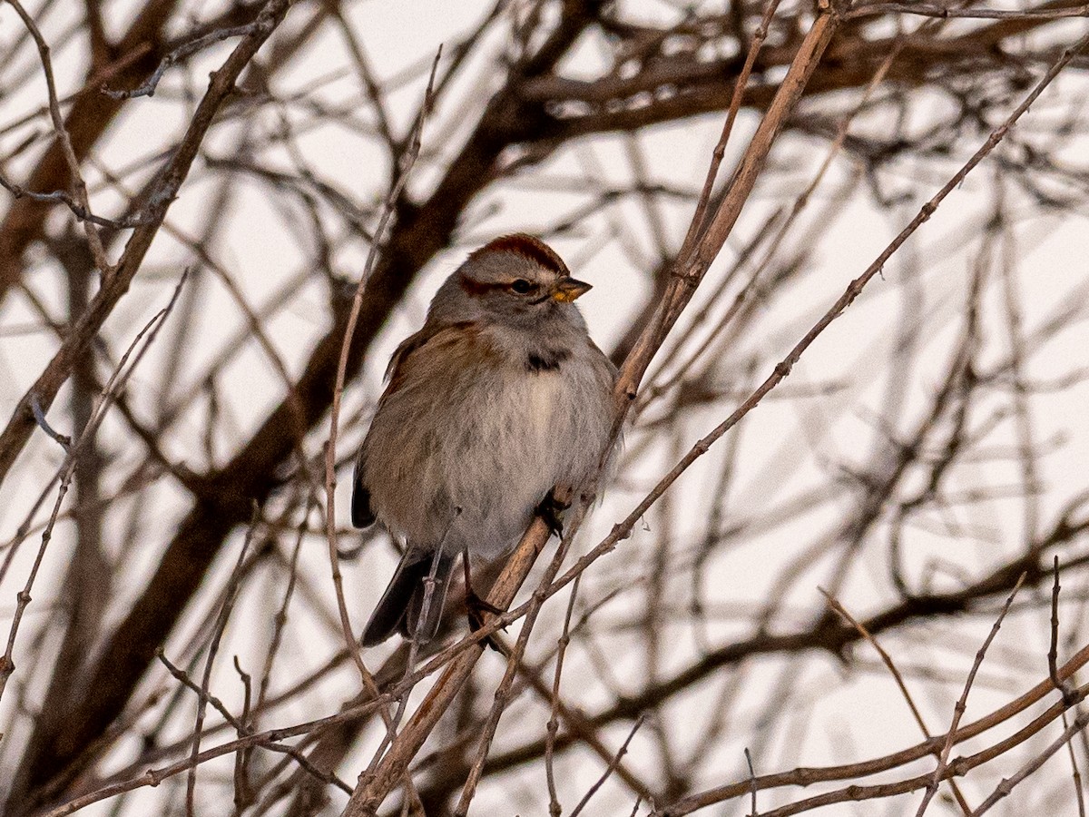 American Tree Sparrow - ML532230921
