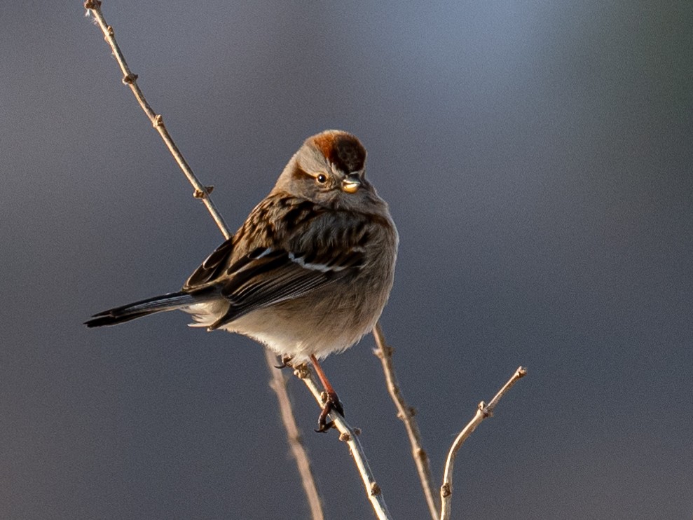American Tree Sparrow - ML532230941