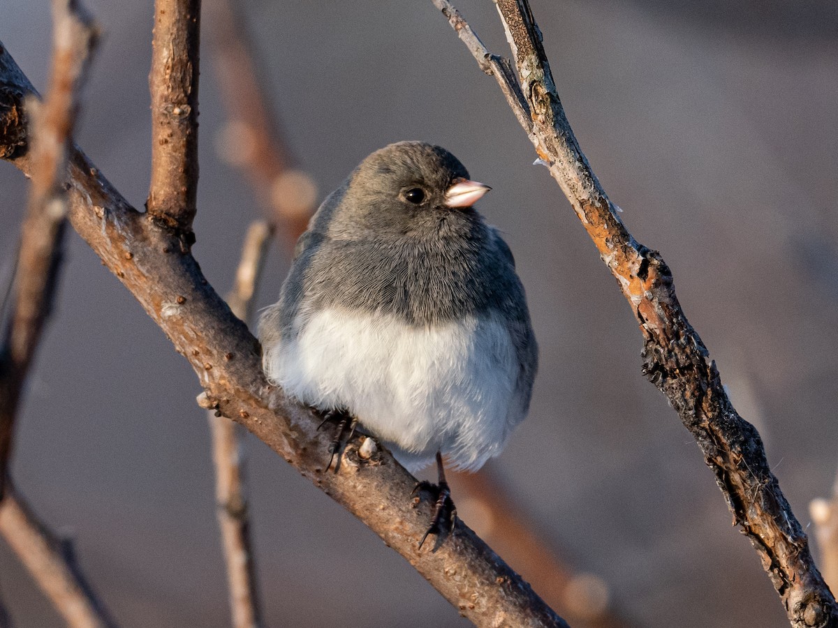 Dark-eyed Junco - ML532230961