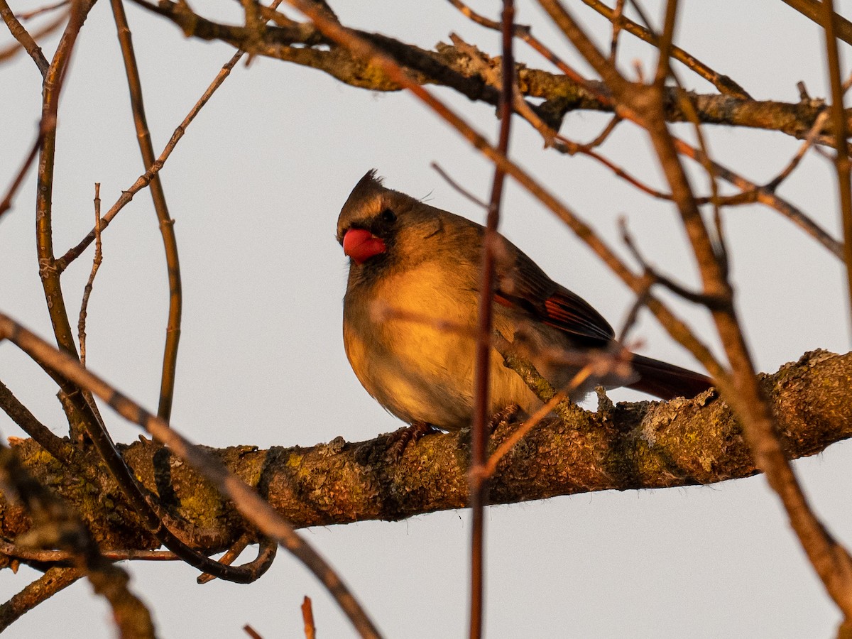 Northern Cardinal - ML532231041