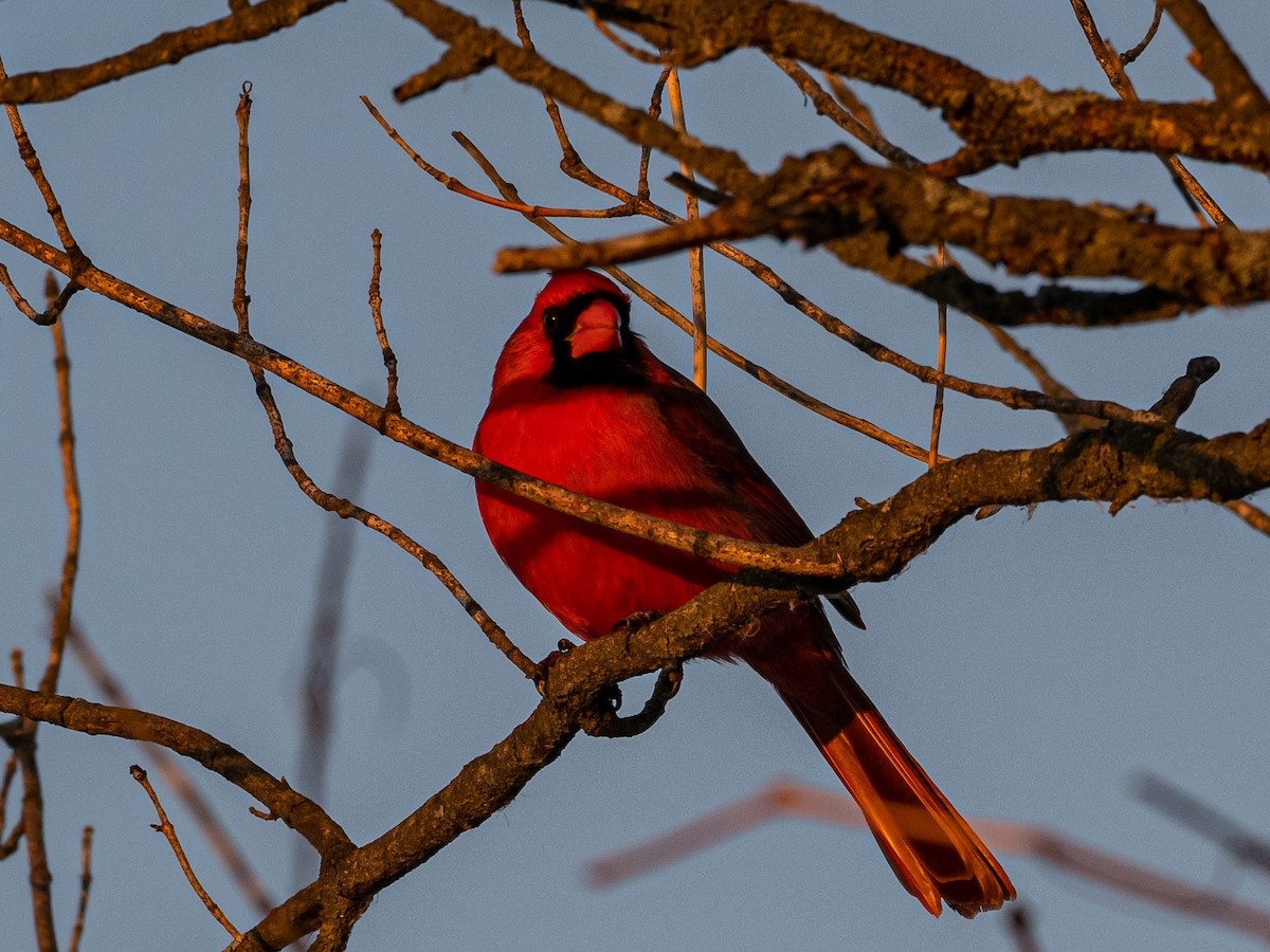 Northern Cardinal - ML532231051