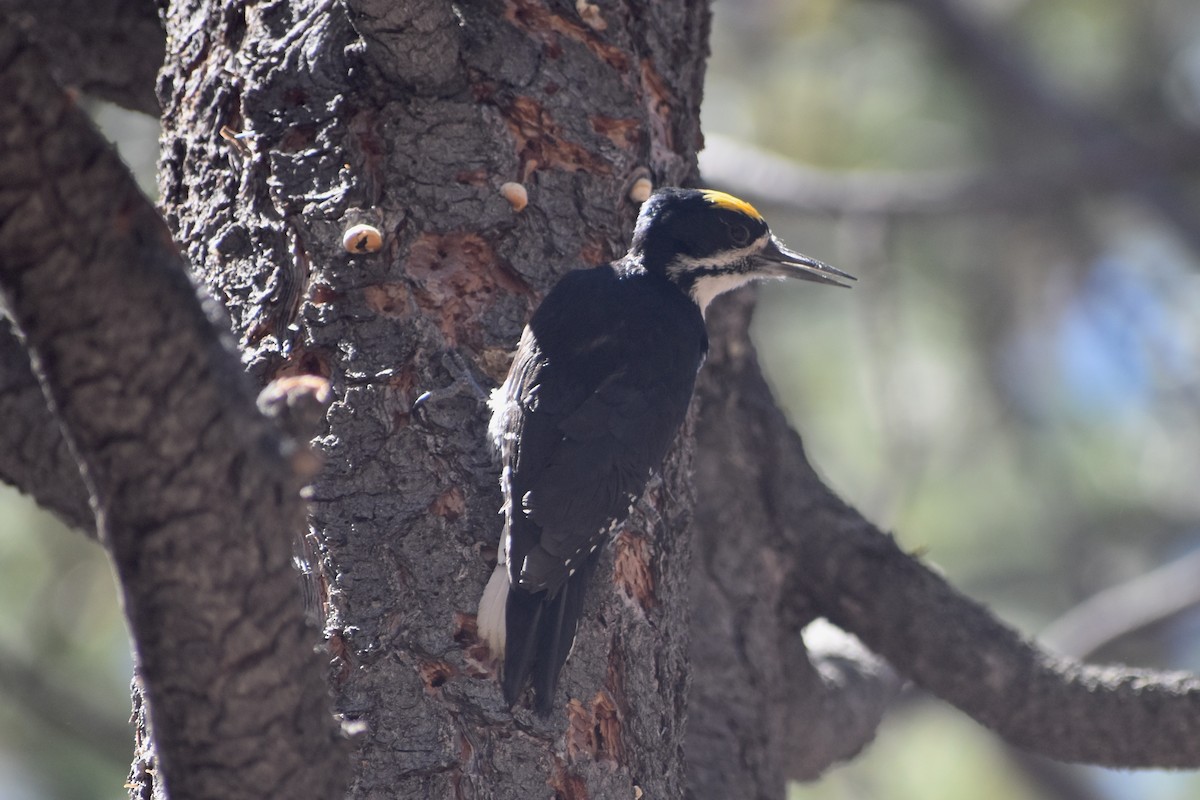 Black-backed Woodpecker - ML532231181