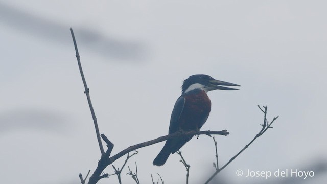 Martin-pêcheur à ventre roux (torquata/stictipennis) - ML532231331