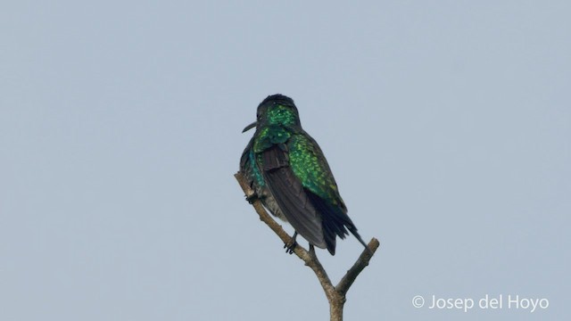 Sapphire-bellied Hummingbird - ML532231491