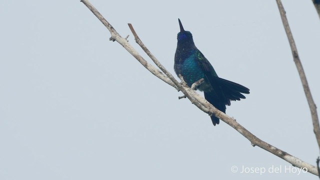 Sapphire-bellied Hummingbird - ML532231511