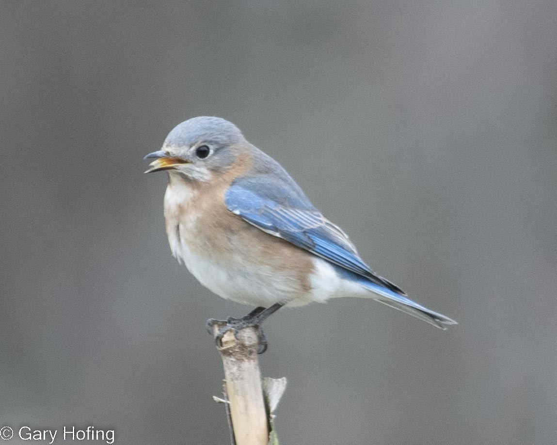Eastern Bluebird - ML532232011