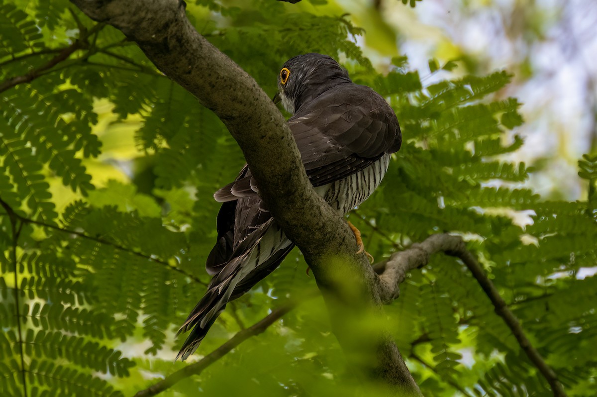 Large Hawk-Cuckoo - Yifei Zheng