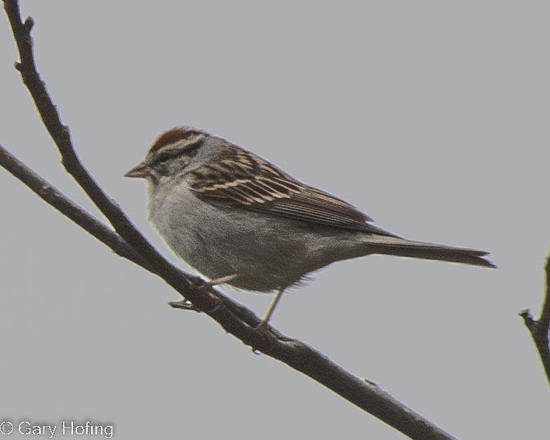 Chipping Sparrow - ML532232041