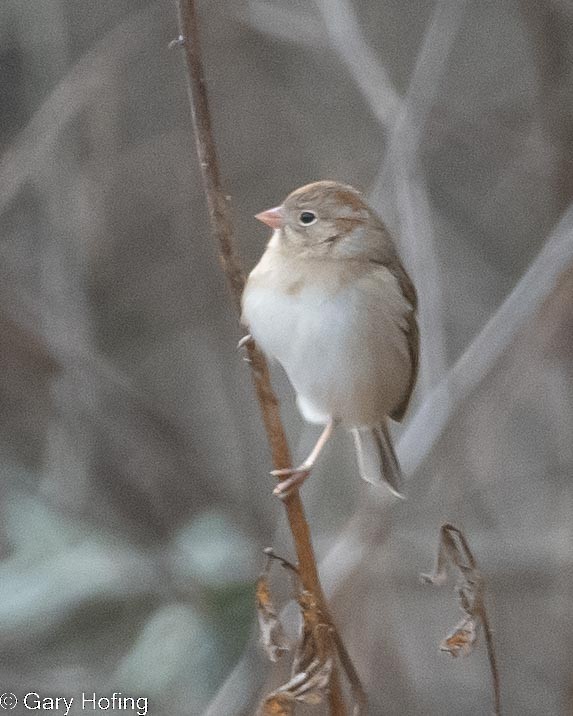 Field Sparrow - ML532232051