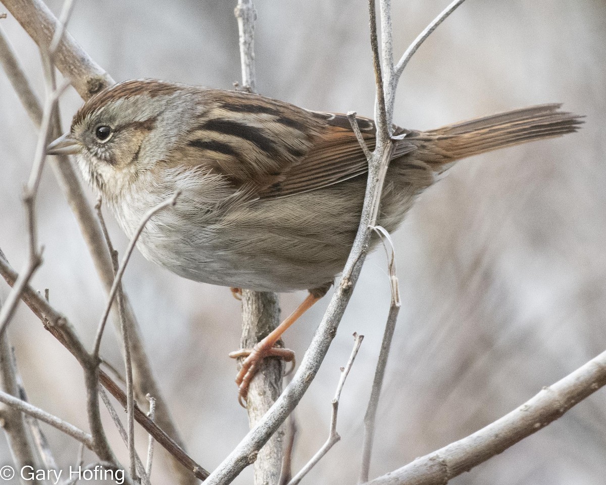 Swamp Sparrow - ML532232071