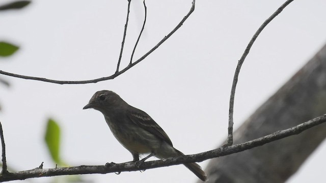 Rufous-crowned Elaenia - ML532232541