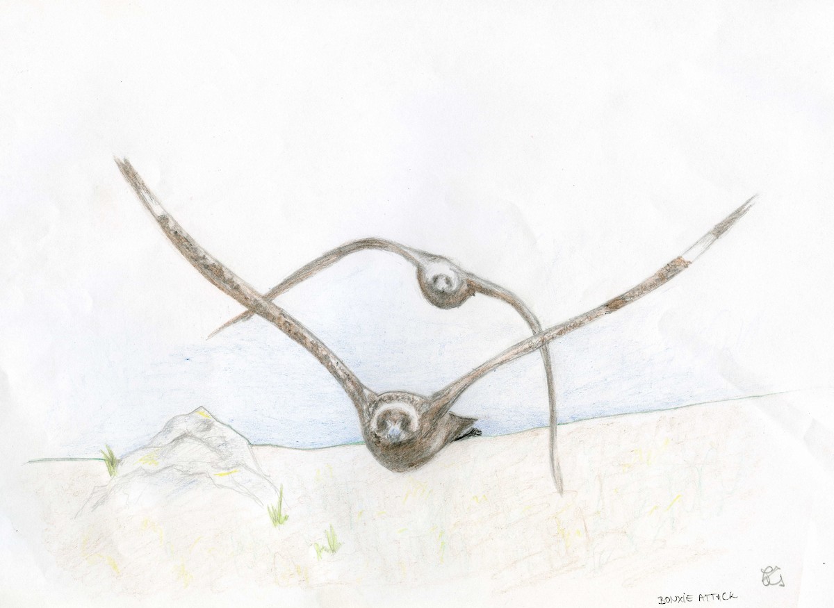 Great Skua - ML532232591