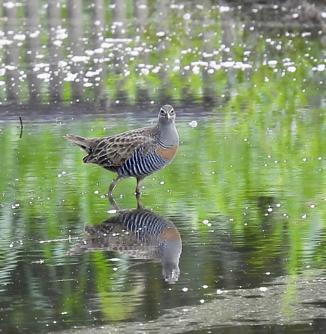Buff-banded Rail - ML532233041