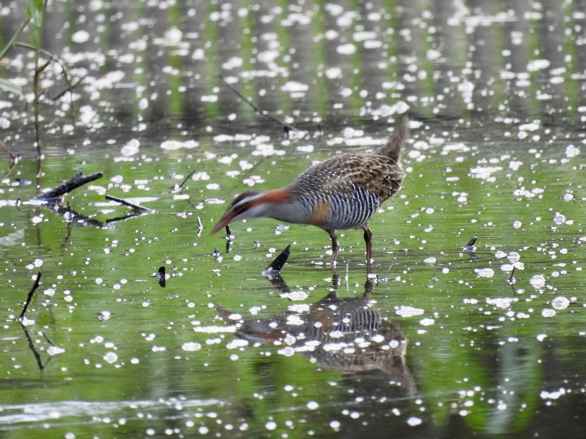 Buff-banded Rail - ML532233081