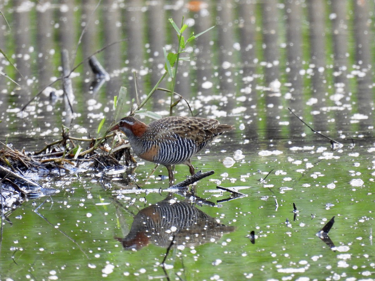Buff-banded Rail - ML532233091