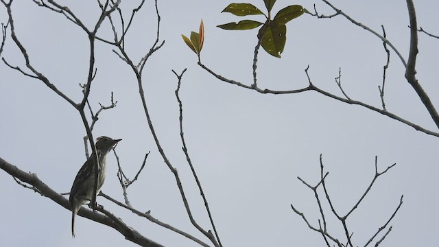 Rufous-crowned Elaenia - ML532233111