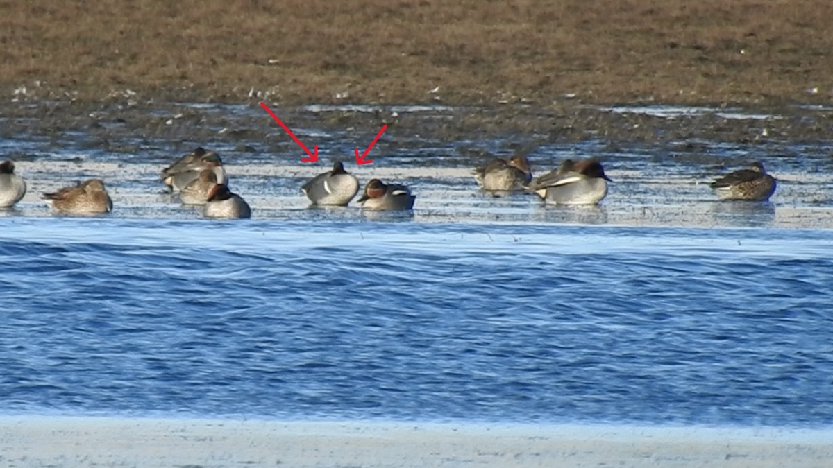 Green-winged Teal (American) - Dorindo Pérez Fernández