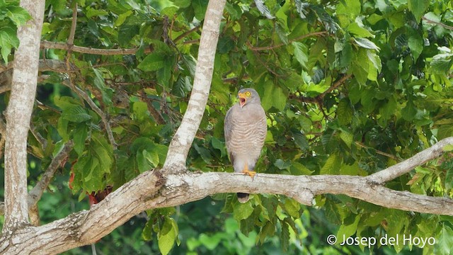 Дорожный канюк [группа magnirostris] - ML532233671