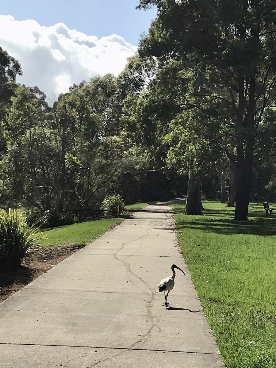 Australian Ibis - ML532234231