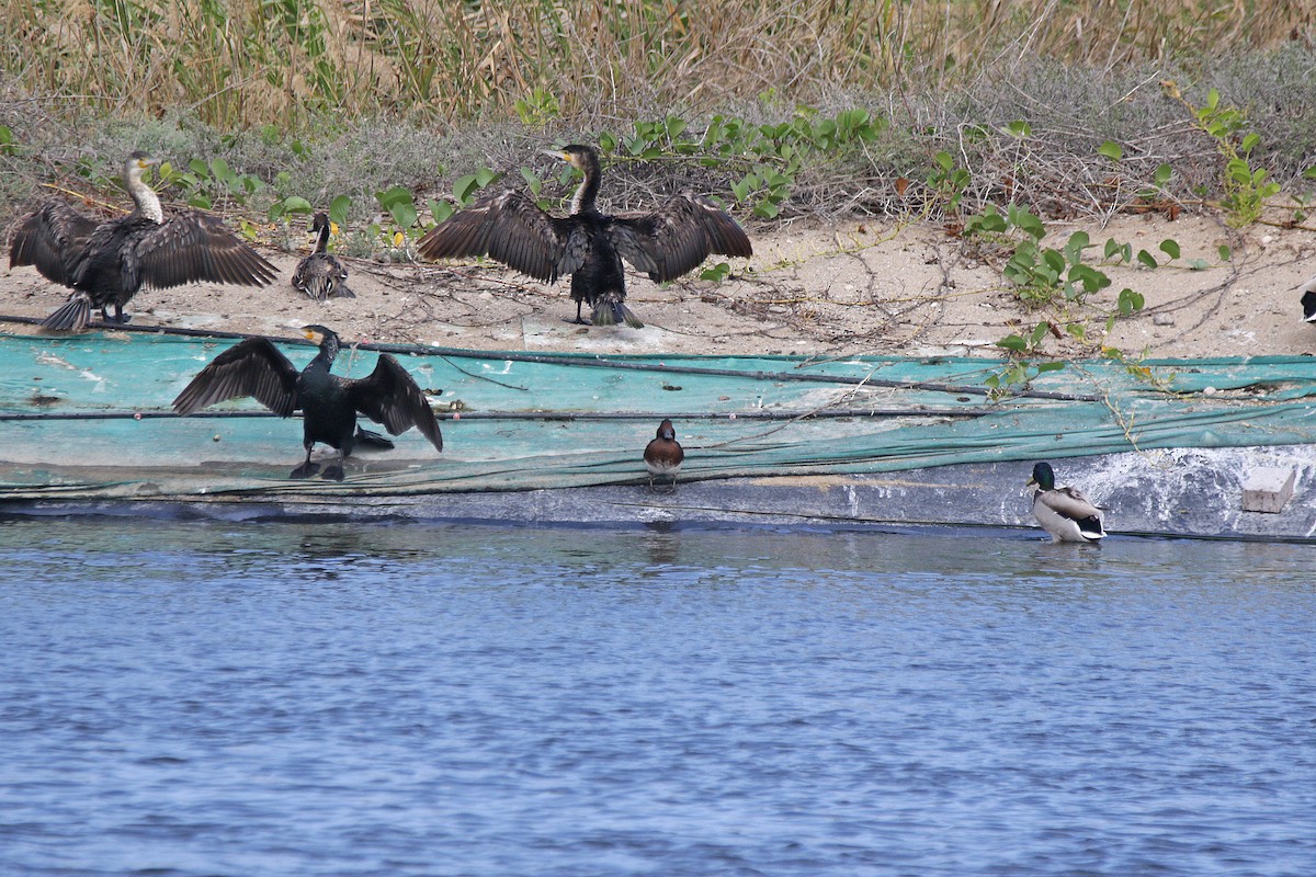 Ferruginous Duck - ML532234361