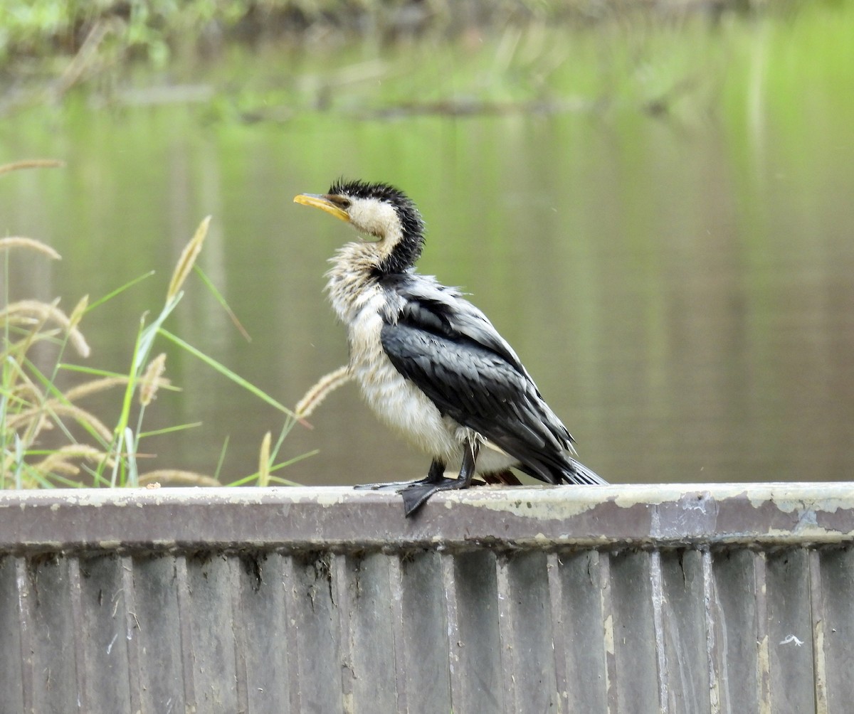 Little Pied Cormorant - ML532234651