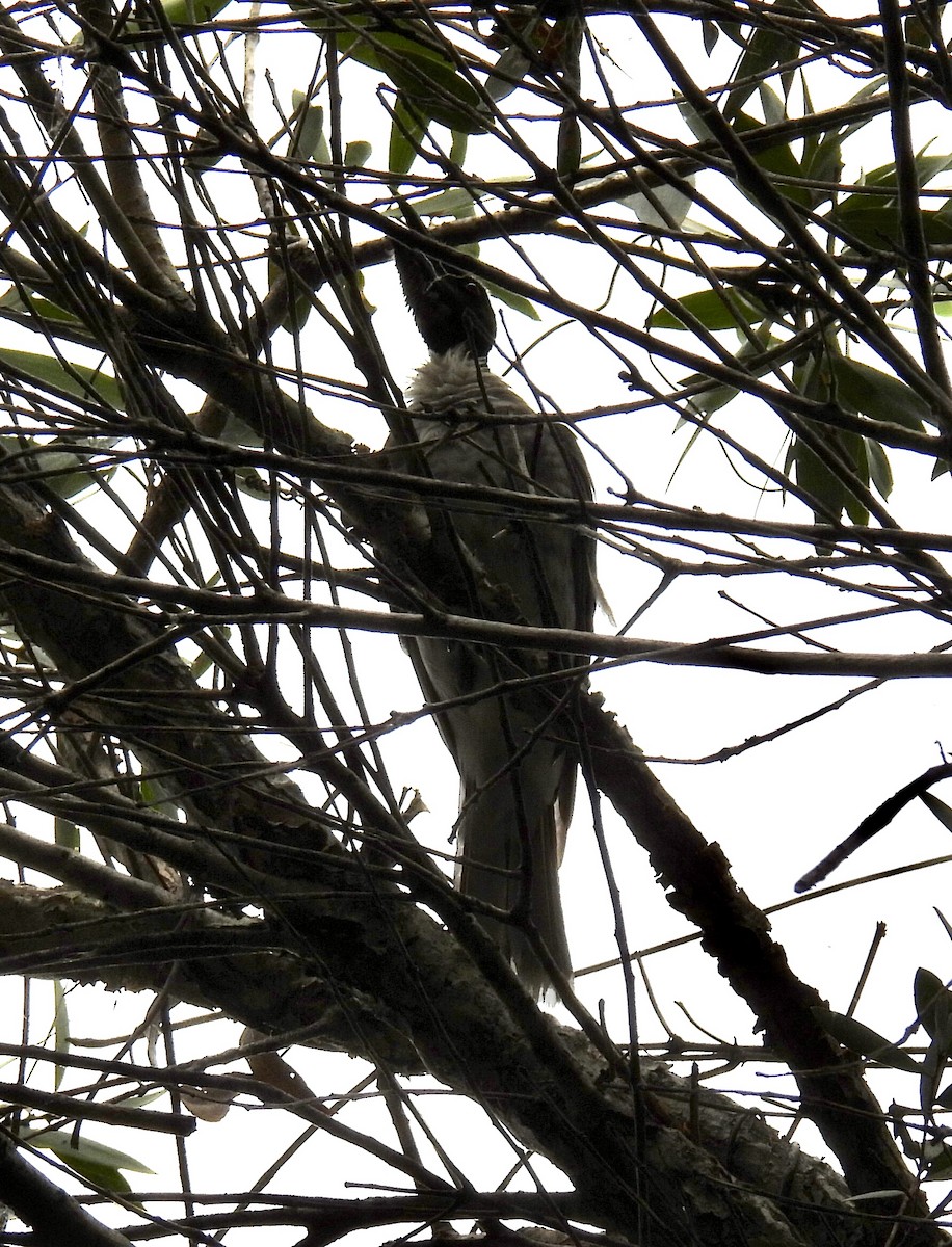 Noisy Friarbird - ML532234701