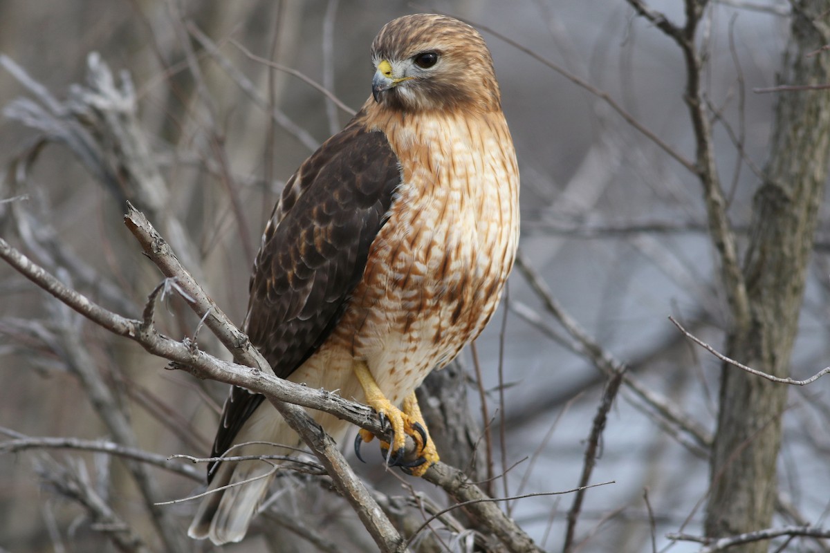 ML532236021 - Red-shouldered x Red-tailed Hawk (hybrid) - Macaulay Library