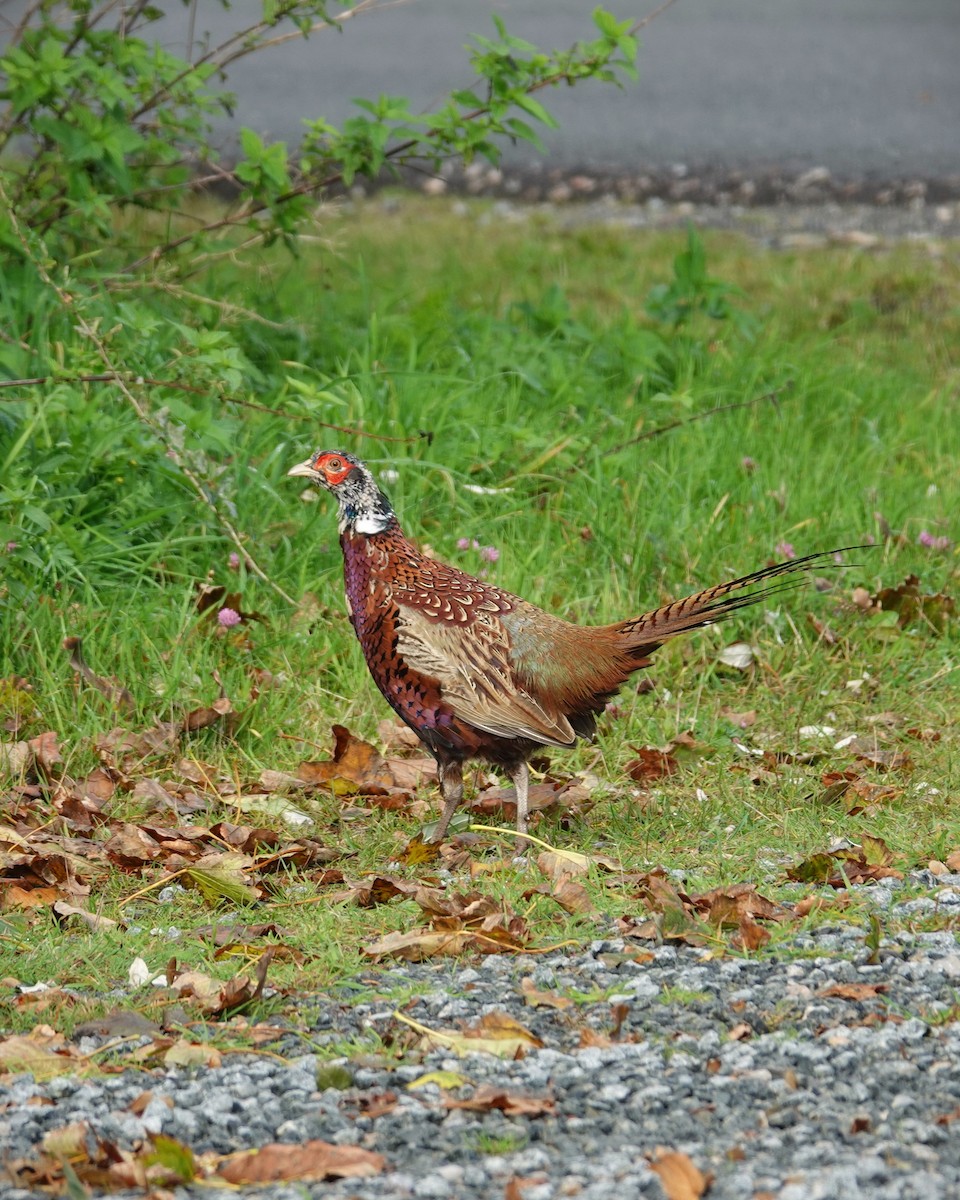 Ring-necked Pheasant - ML532237461